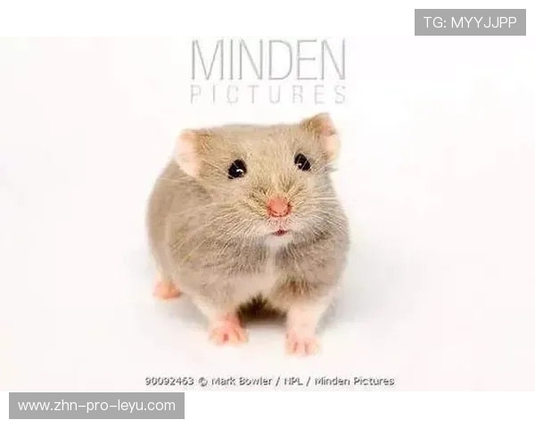 坎贝尔步伐灵巧如猫